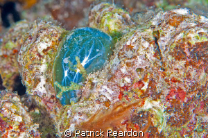 A sea pearl, the largest single-celled organism, does its... by Patrick Reardon 
